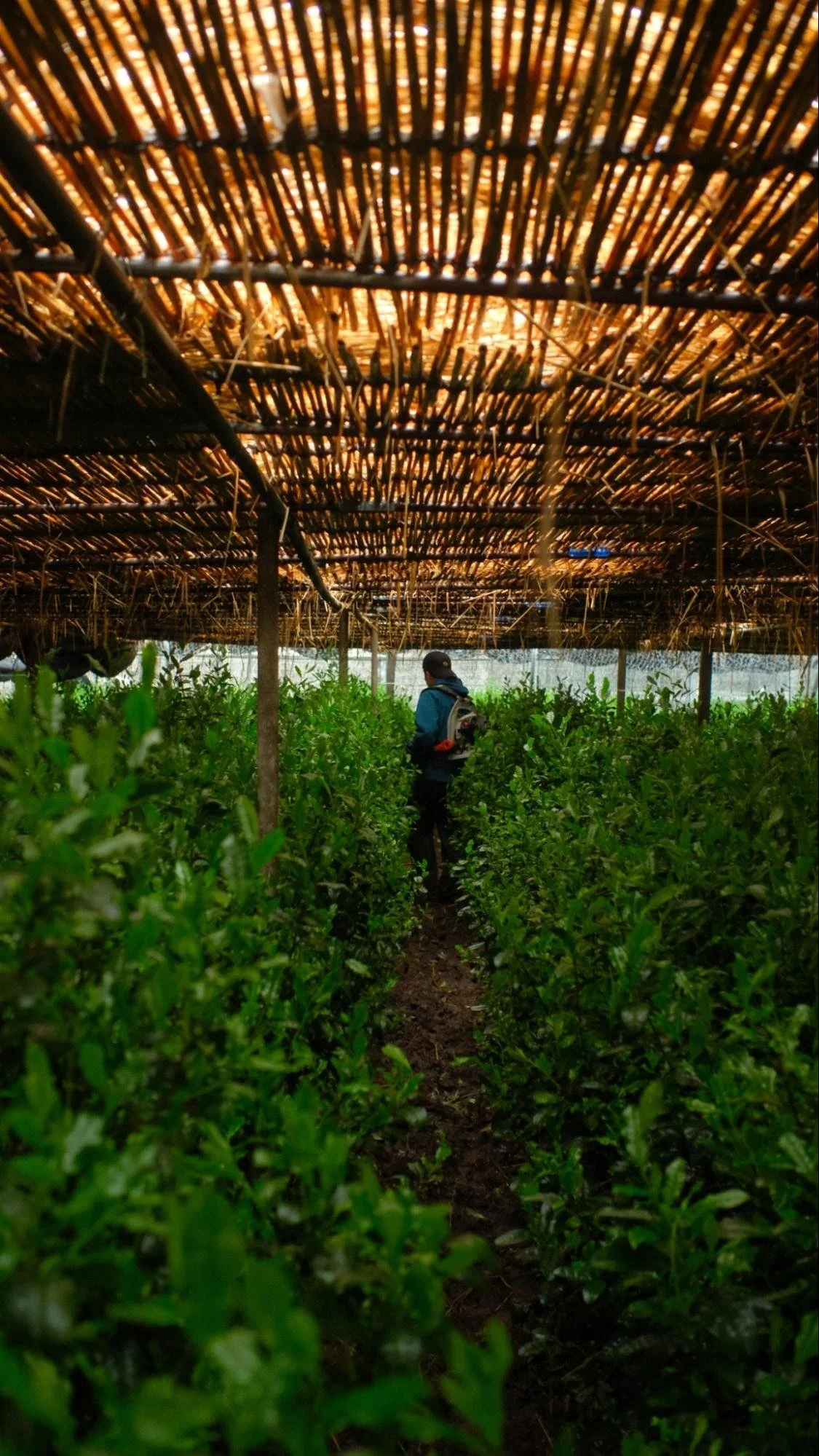 画材 Matcha Lake MATSU MATCHA / Ultra Premium Matcha – Matsu Matcha